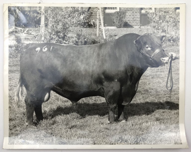 Item #1521 [Sales Archive for the Curtiss Breeding Service, with Numerous Photographs and Promotional Works]. Cattle, Illinois.